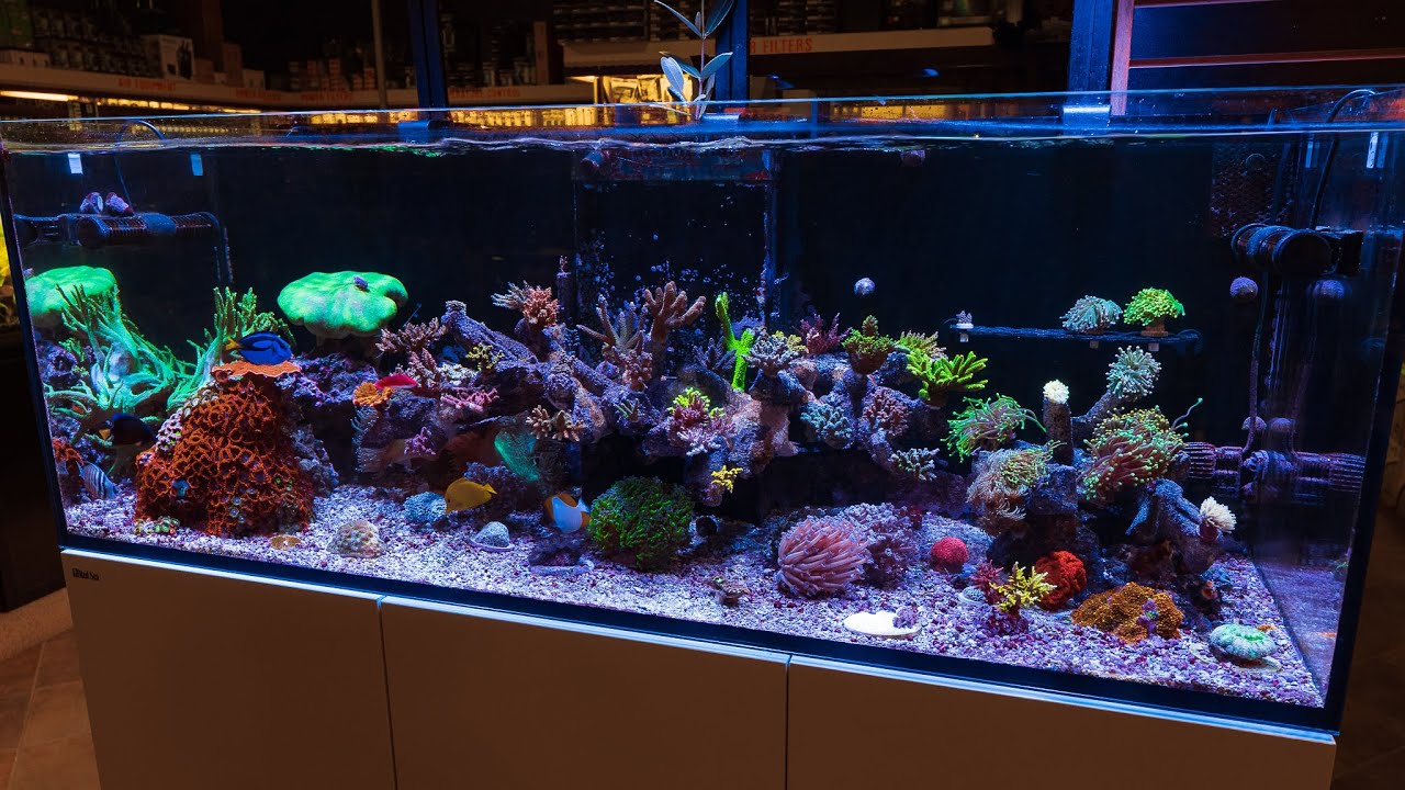 Floating Reef