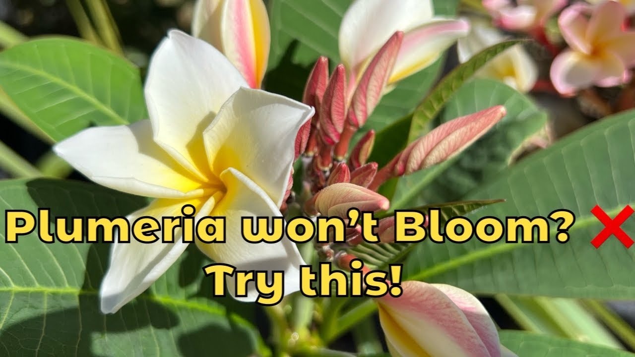 Why Your Plumeria Isn’t Blooming… and How to Fix It!