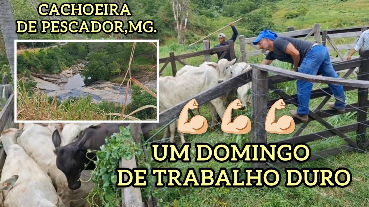 NOVILHAS NELORADAS.🐂🐂🐂