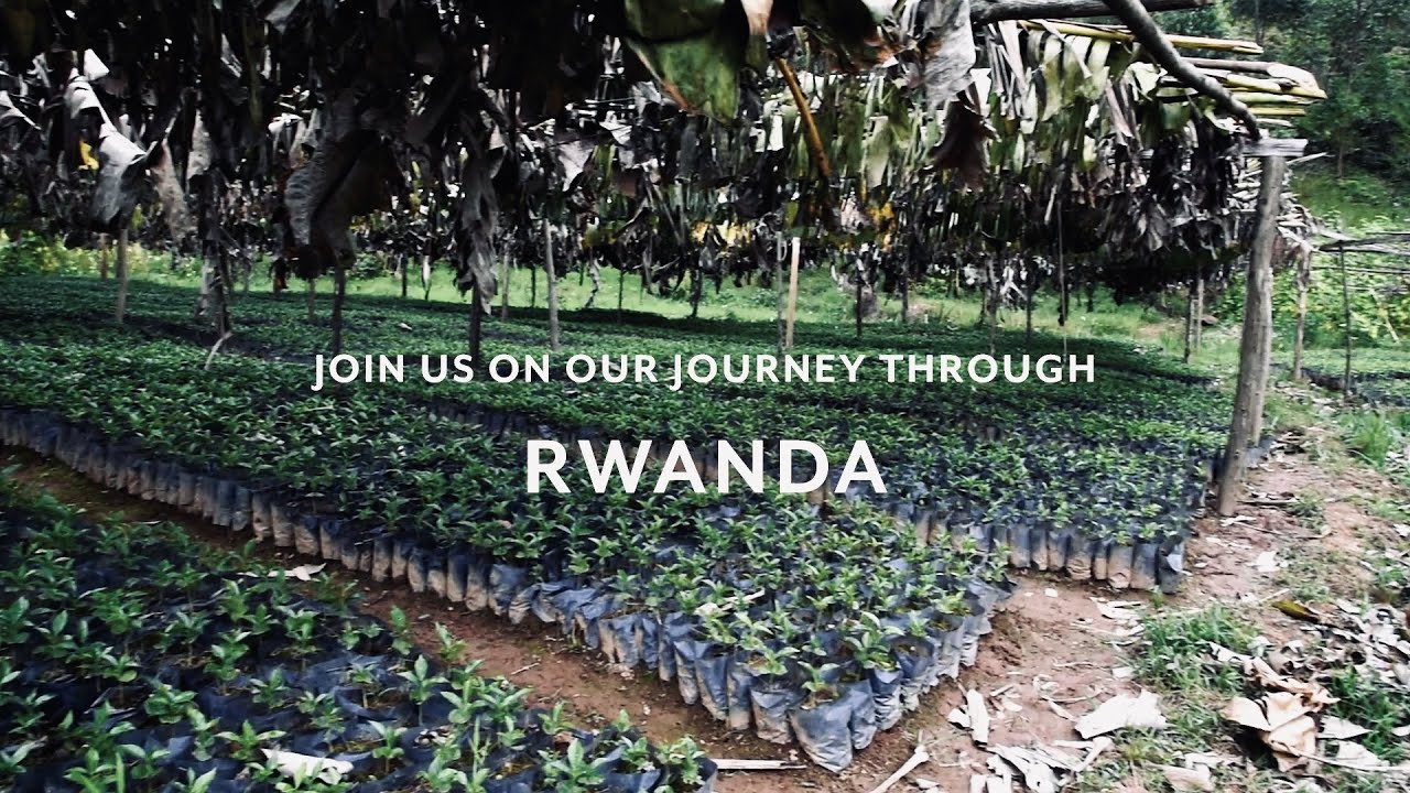 Rwanda - Afficionado Coffee Roasters