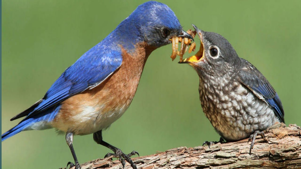 Wild Birds Feeding Their Cute Chicks In The Nest ││ Part - 1 #birds #hungry #babies #babyfeeding