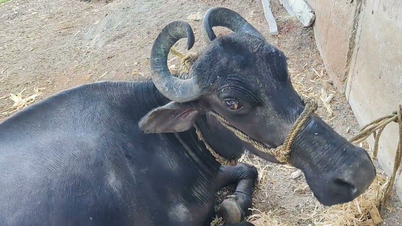 यादव कृषि फार्म एंड दूध डेरी फार्म डुंडा सिवनी 7000057228