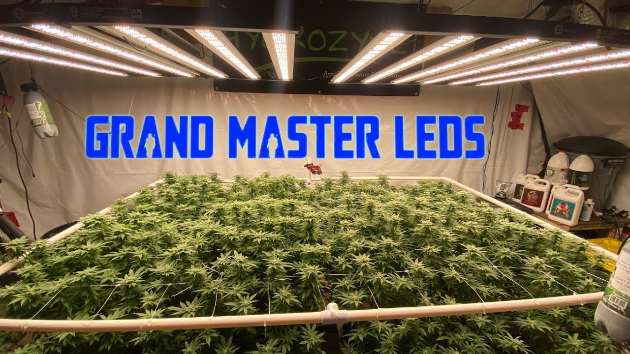 Week 5 flower Ramjam & Blue Cherry Pie under @grandmasterlevel Master Bloom 6 Red