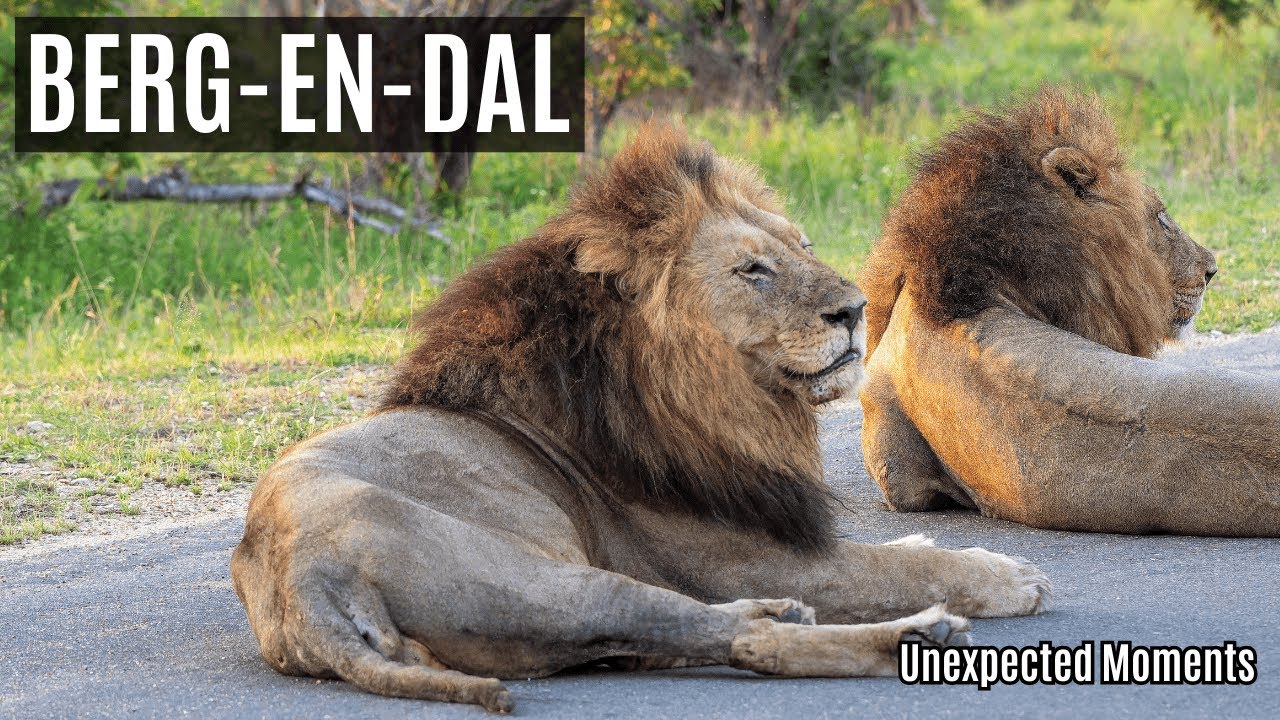 Berg-en-Dal | Unexpected Moments | Kruger National Park