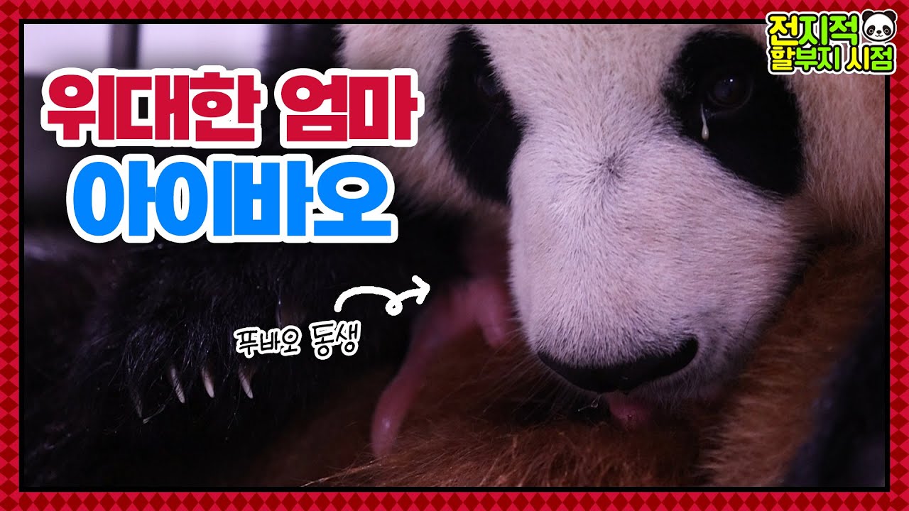 (SUB) «Мировая премьера) История рождения корейских близнецов панд»│ Panda World🐼