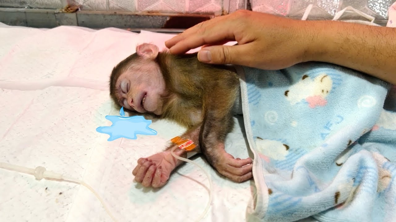 Monkey Xuka cried when she felt the love that monkey Tina and Uncle Tuan had for her.