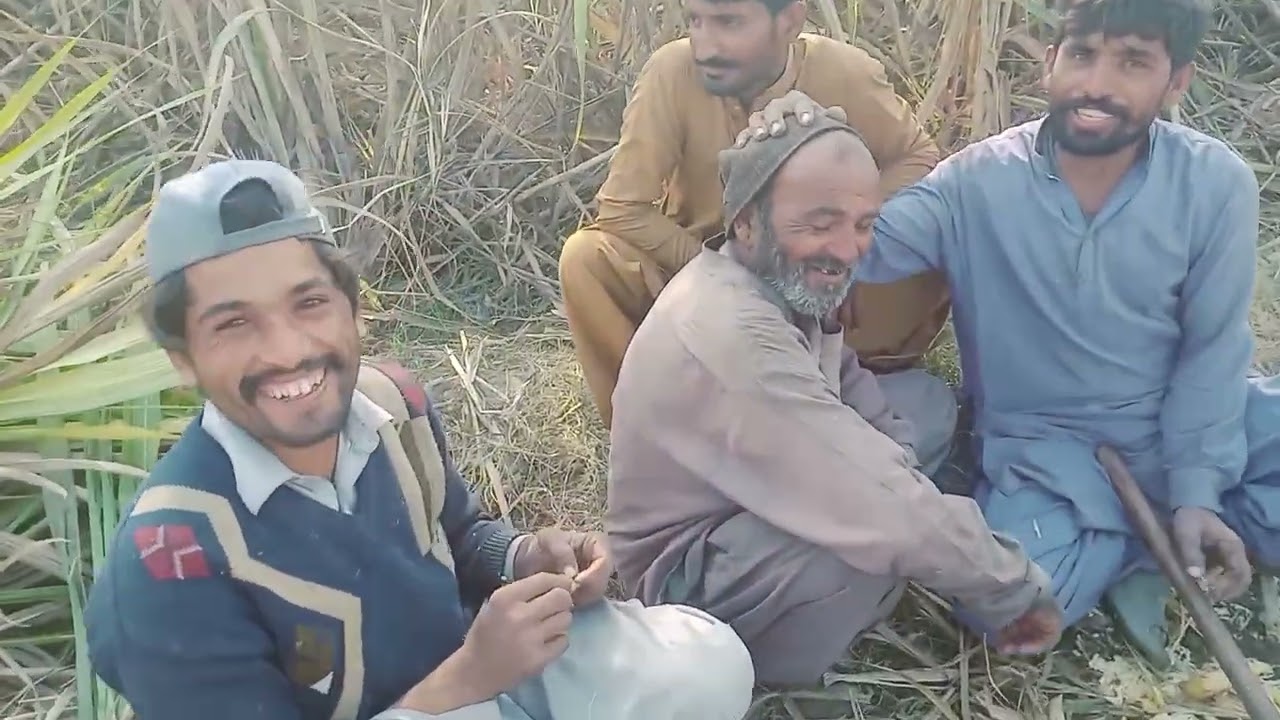 majdur ganna Kat rahe hain