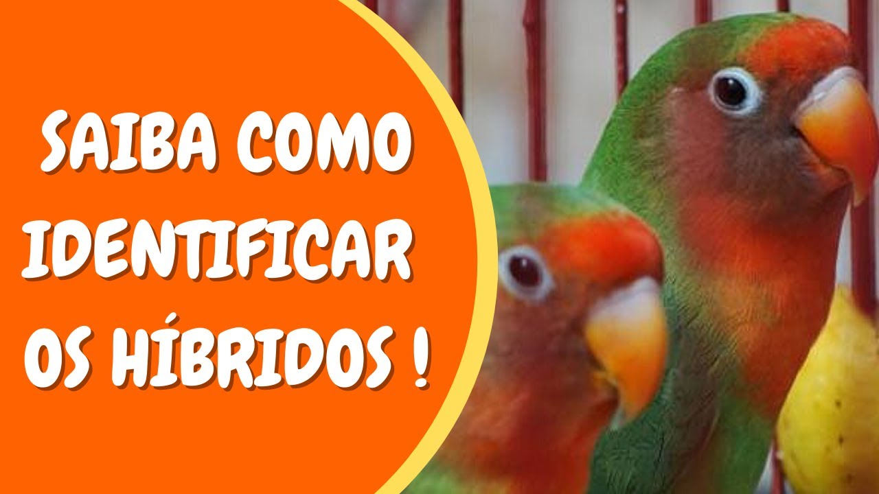 Agapornis Híbrido - Como identificar ?