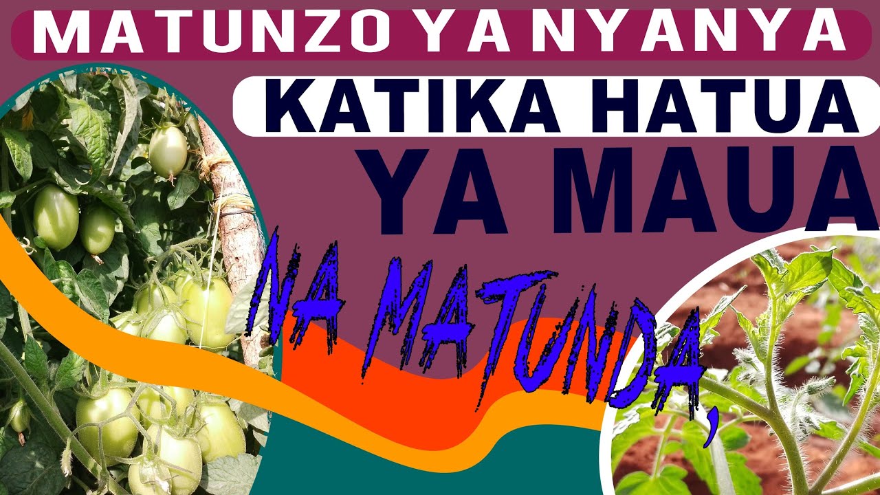 MATUNZO YA NYANYA KATIKA HATUA YA MAUA NA MATUNDA