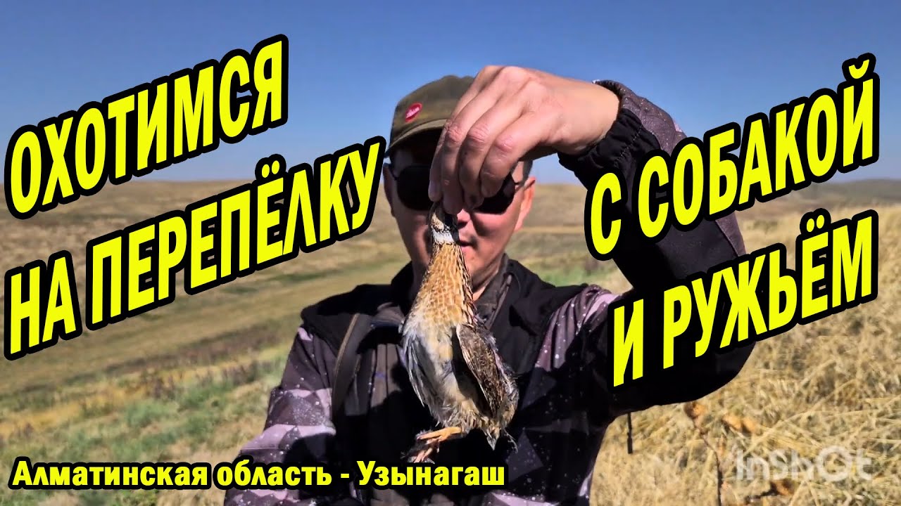 ОХОТА НА ПЕРЕПЕЛА. Осень 2024. Просто стреляй и не промахнешься. БӨДЕНЕГЕ АҢШЫЛЫҚ. Алматы Казахстан