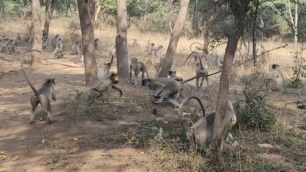 #bajarangbali​ #funnyanimal​ #hanuman​ #foundation​ #balaji​ #shortvideo​ #video​ #youtubeshorts​