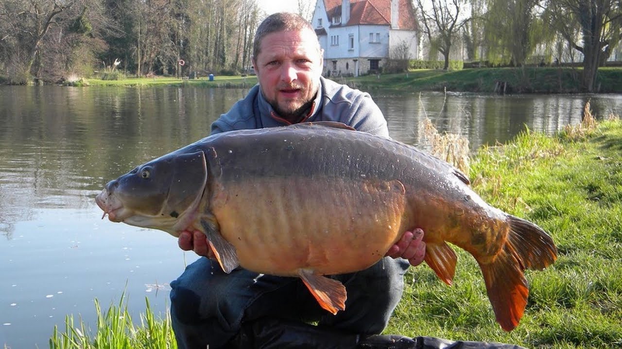 Pêche de la carpe  au déversoir de Feuilléres dans la somme