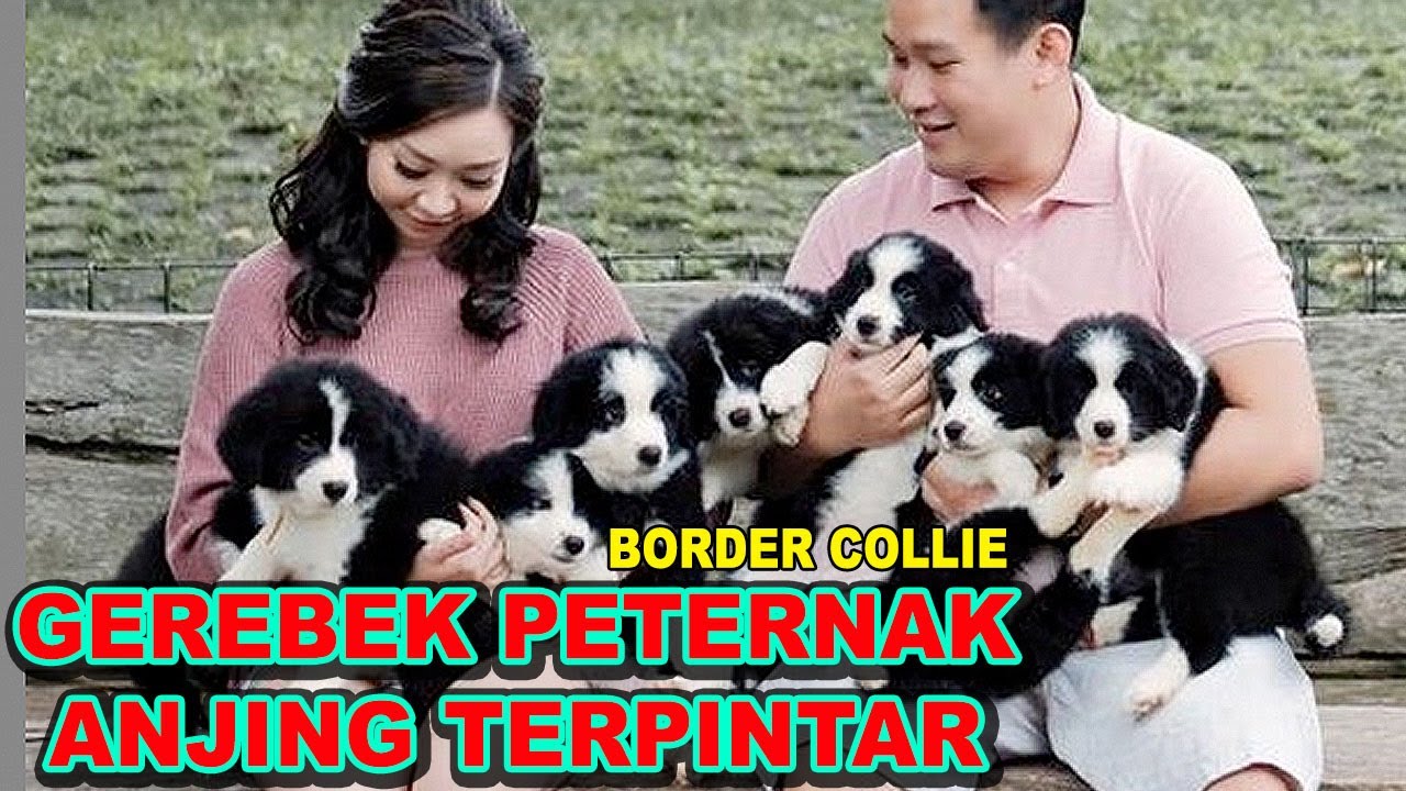 GEREBEK PETERNAK ANJING TERPINTAR DI DUNIA - BORDER COLLIE PUPPIES