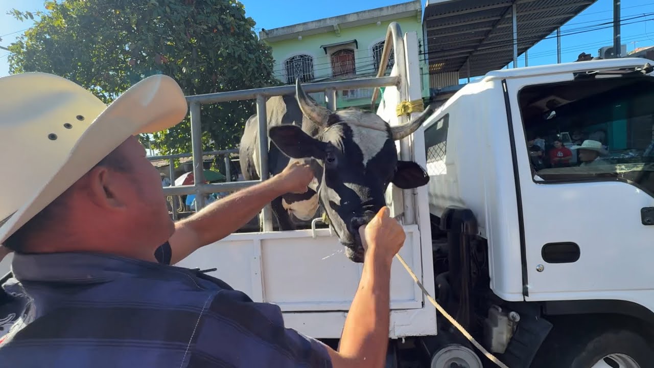 Toro en problemas se trabo y no puede salir 