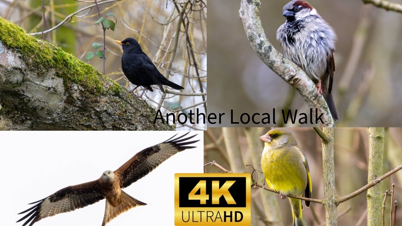 Another Local Walk 2026 Canon R7 & Canon 200 800 4K