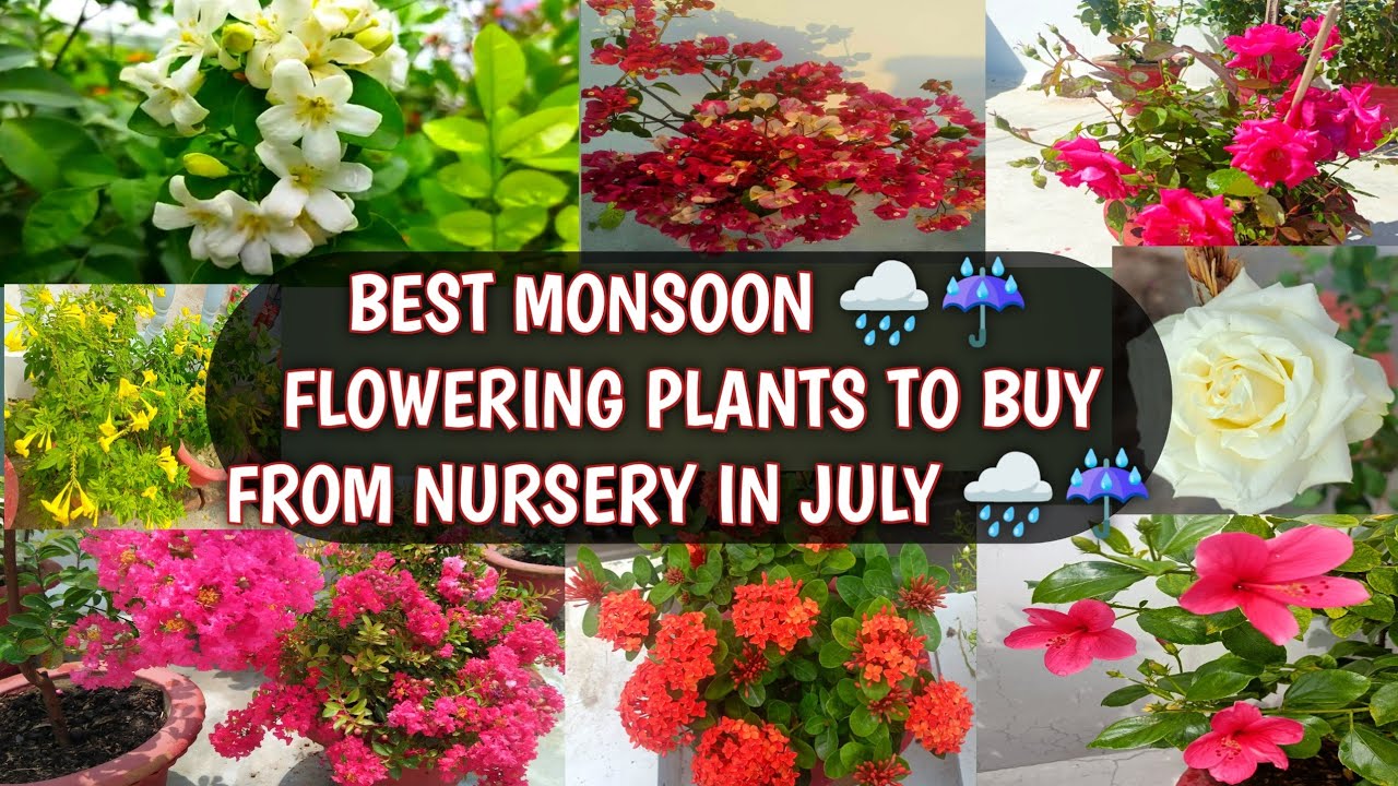 BEST MONSOON 🌧️☔ FLOWERING PLANTS TO BUY FROM NURSERY IN JULY 🌧️☔ | BEST JULY FLOWERS 😍🌸