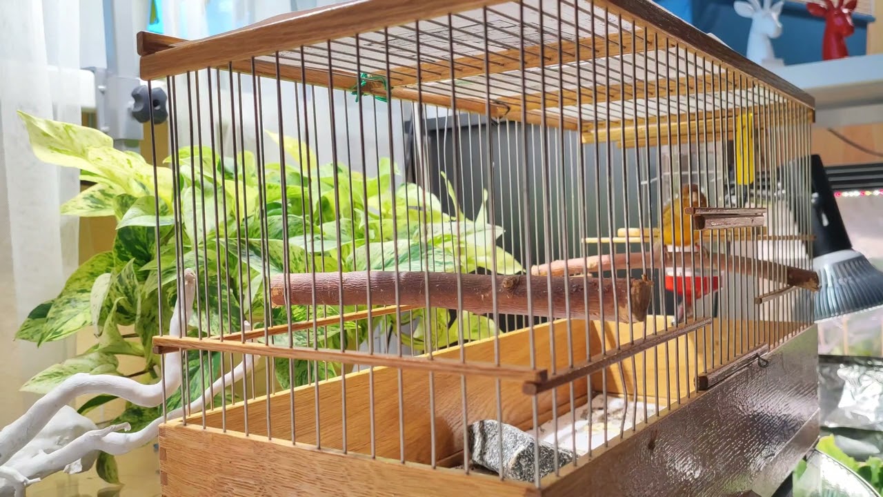 Русская певчая канарейка. Лесной напев. ( russian Canary Orpheus\ канарче Орфей)