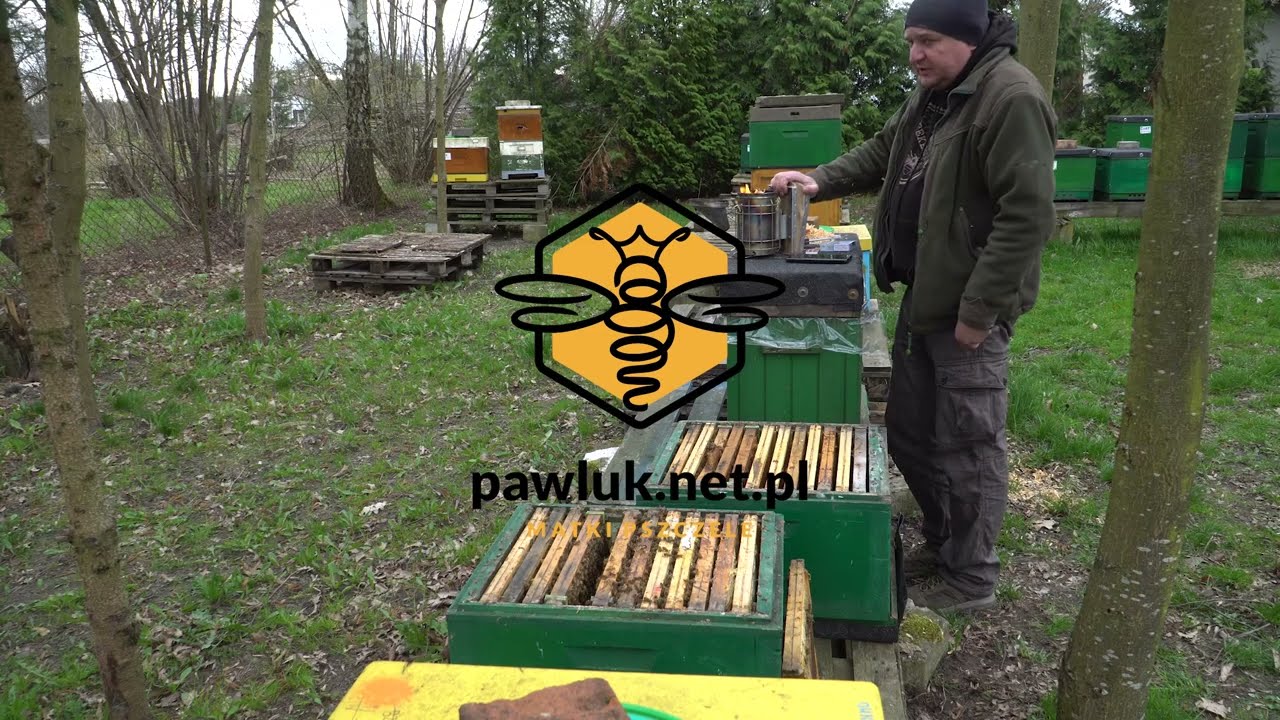 postęp hodowlany-rozwój linii Buckfast Kaukaski-od Cc02=B2 do B50(GRP)- matki pszczele pawluk.net.pl