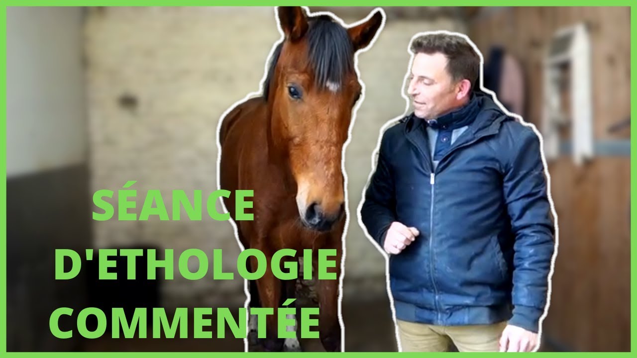 SÉANCE EQUESTRE COMMENTÉE : TRAVAIL À PIED