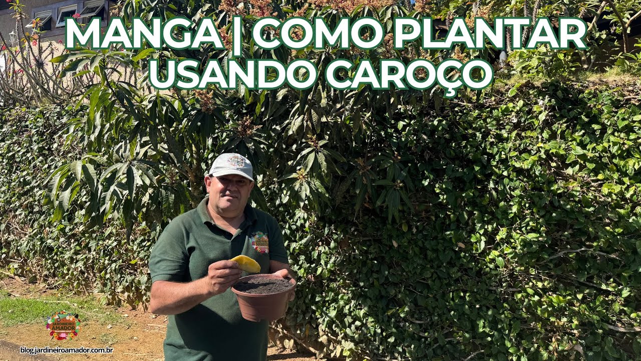 Como Plantar Manga com Caroço | Florada da Mangueira