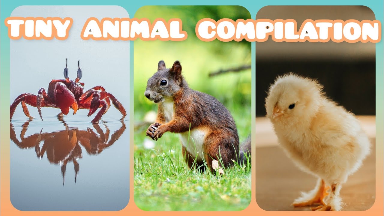 Cute Tiny Animal Compilation! 🐰🦔