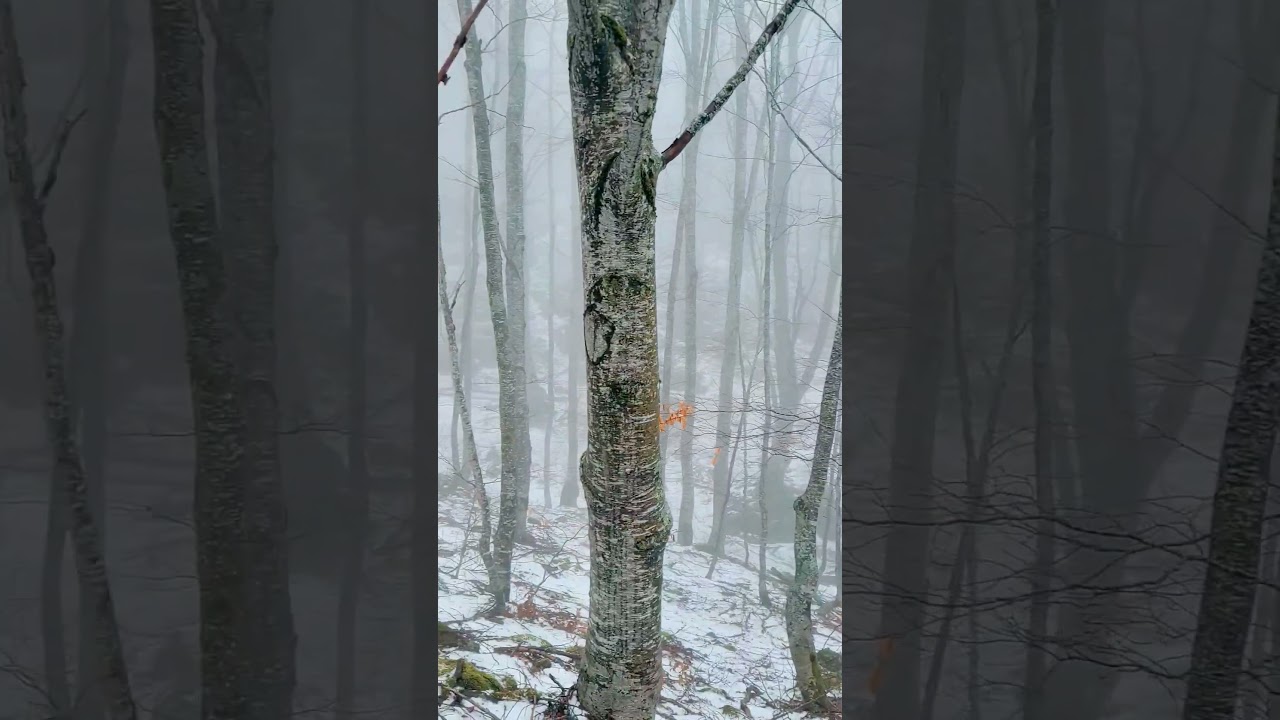 #ambient #music #rain #aesthetic #hiking #mountains #nature #snow #fog