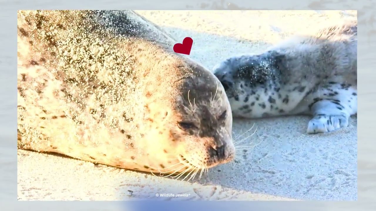 🦭✨ Pupping Season Magic — Children’s Pool, La Jolla