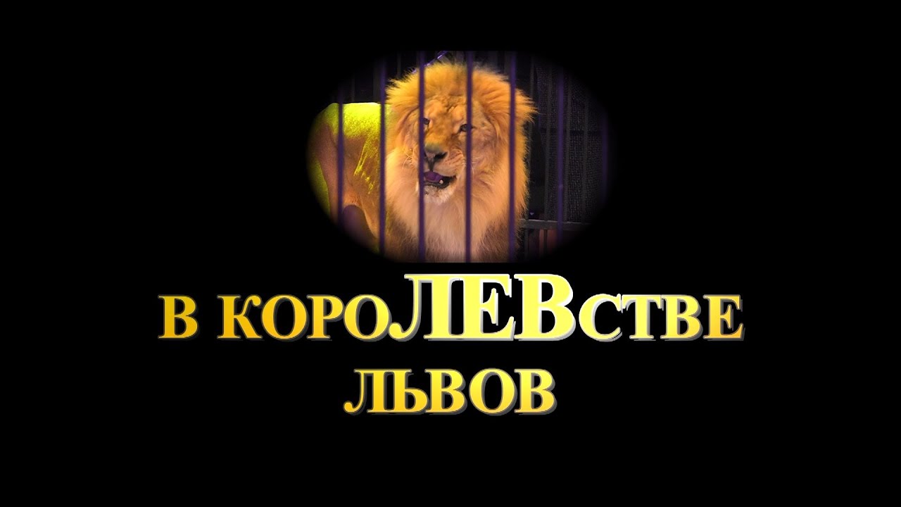 Видеорепортаж цирк со звёздами в КороЛЕВстве львов