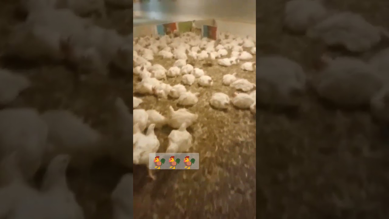 Broly Broler Brahma Chicken broken #broly #Broken #brahma #chicken #broler  #broll