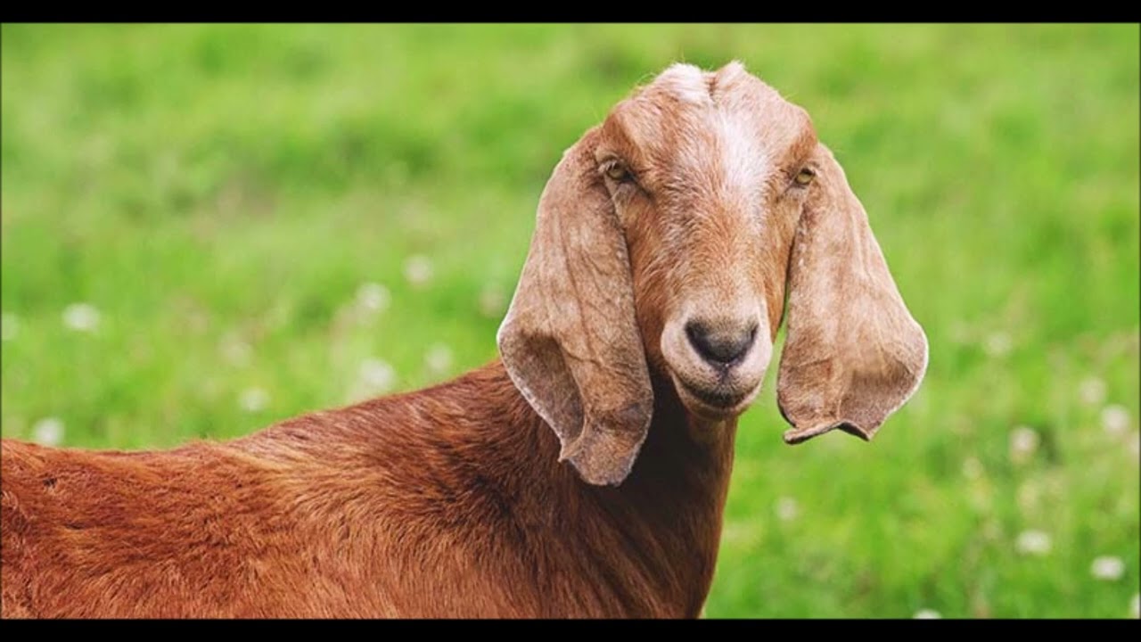 Animal Sound: Sound of One Anglo Nubian goat