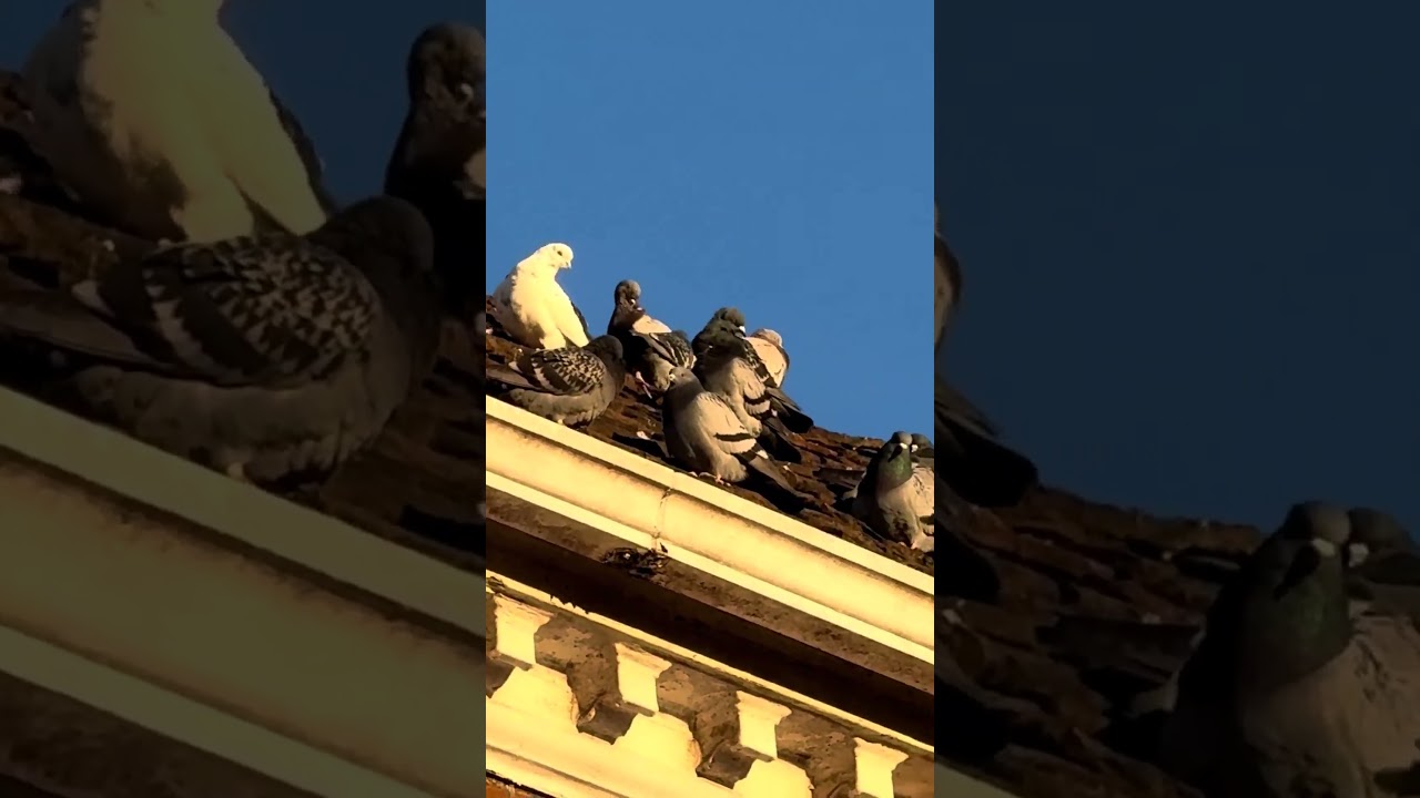 Pied Wagtail and pigeons in Beverley 