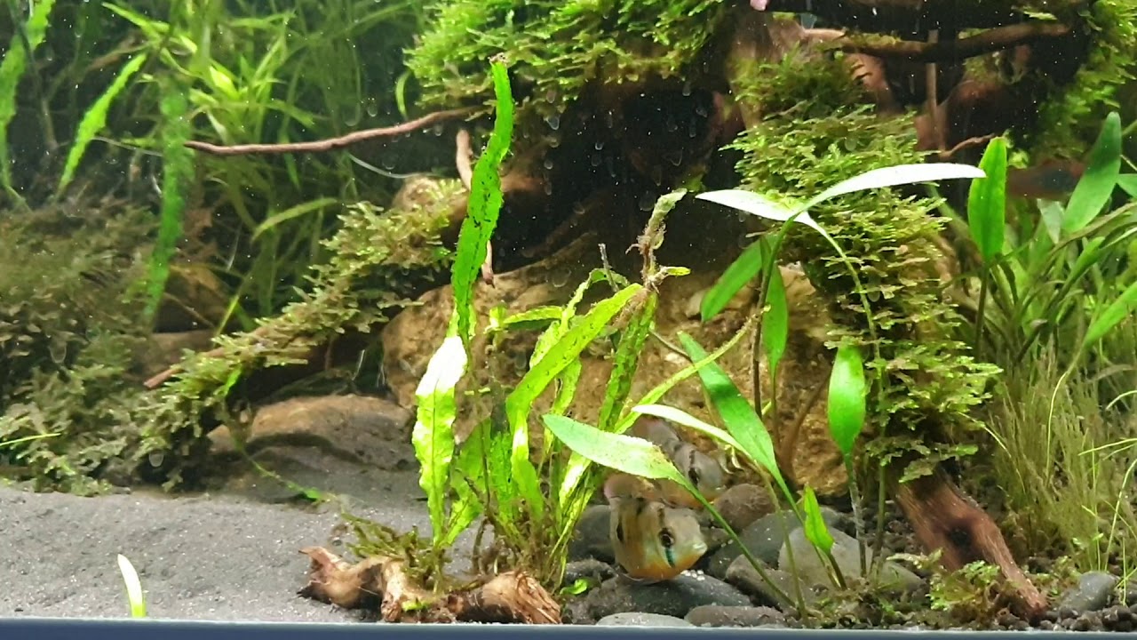 Bolivian Ram, Microgeophagus, breeding in full view, nature aquarium.
