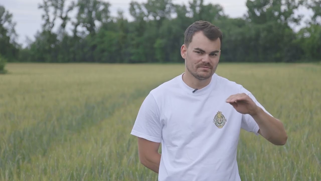 Blé bio : itinéraire technique et stratégie d’un céréalier en agriculture biologique