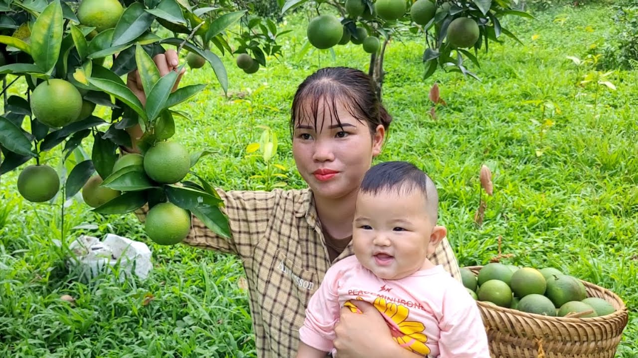 Harvest oranges to sell at the market, ducks incubate eggs, and plant sweet potatoes