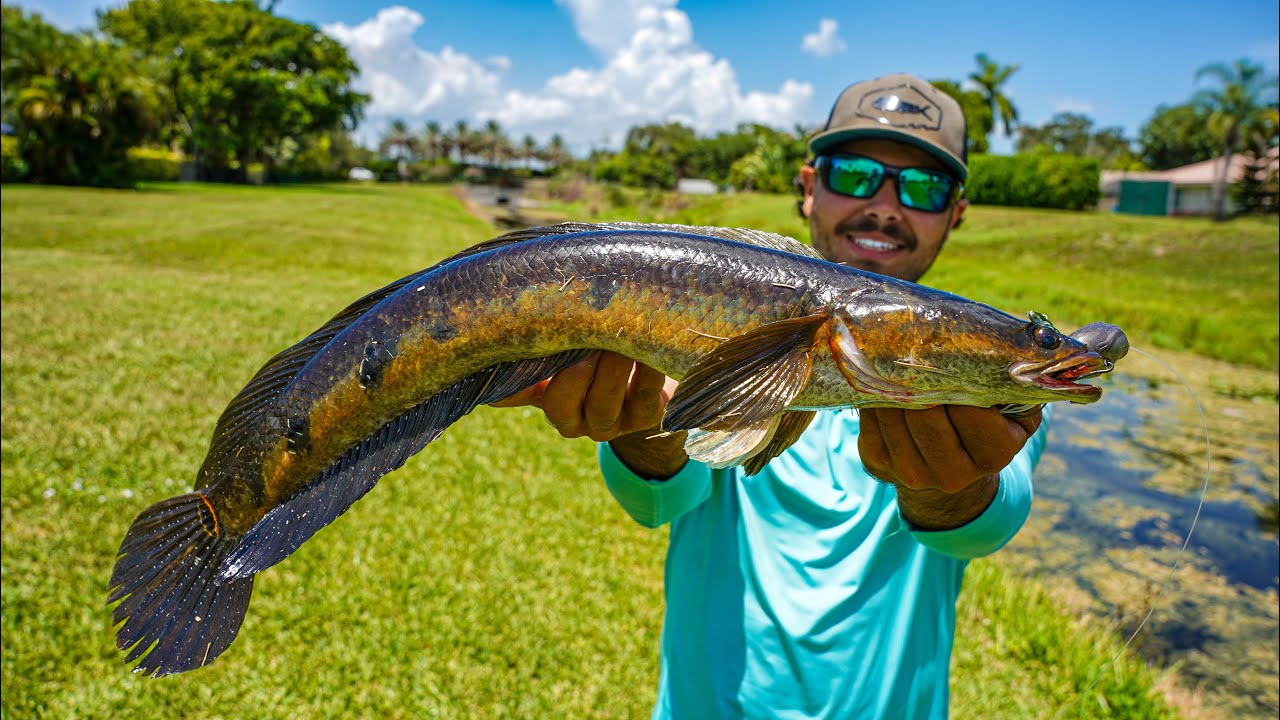Florida&rsquo;s MOST INVASIVE FISH (Bullseye snake head)