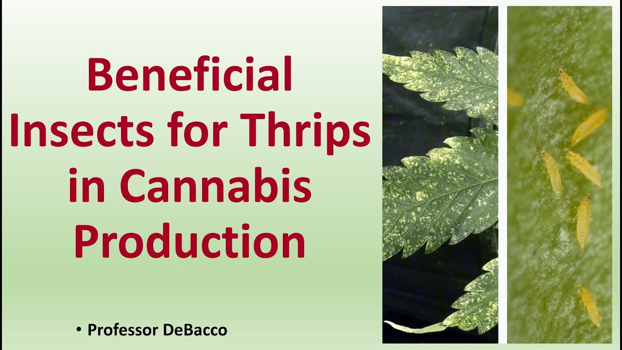 Beneficial Insects for Thrips in Cannabis Production