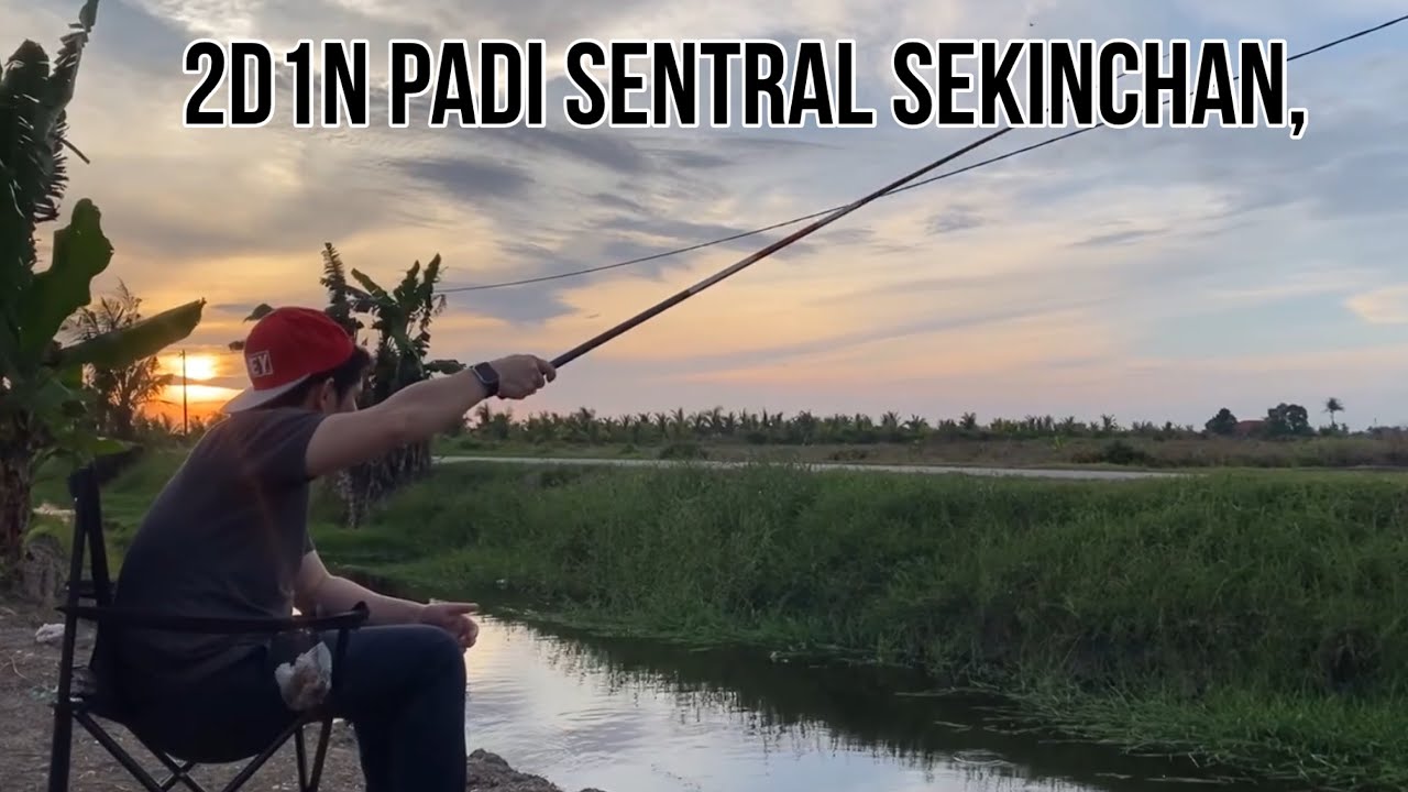 2D1N di Padi Sentral Sekinchan Selangor 