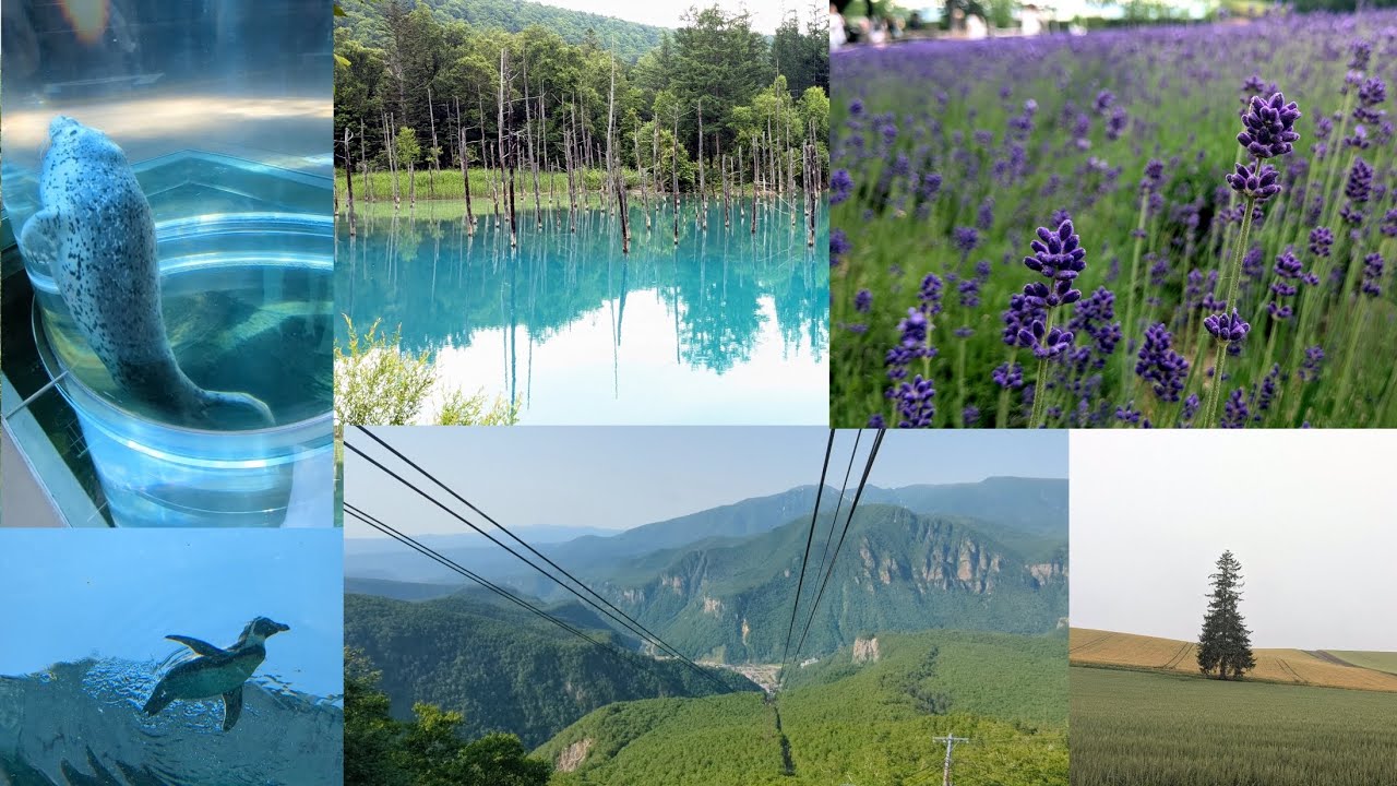 旭川・層雲峡・美瑛・富良野　大パノラマ満喫の旅
