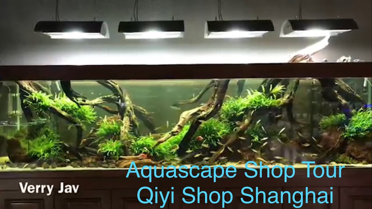 Beautiful Nature Aquascapes in Shanghai - Perfect Shop for Aquascaper
