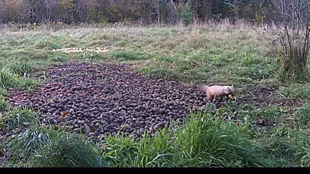 Rajakaamera vol 50 / #wildboar #birds #trailcamera #nature