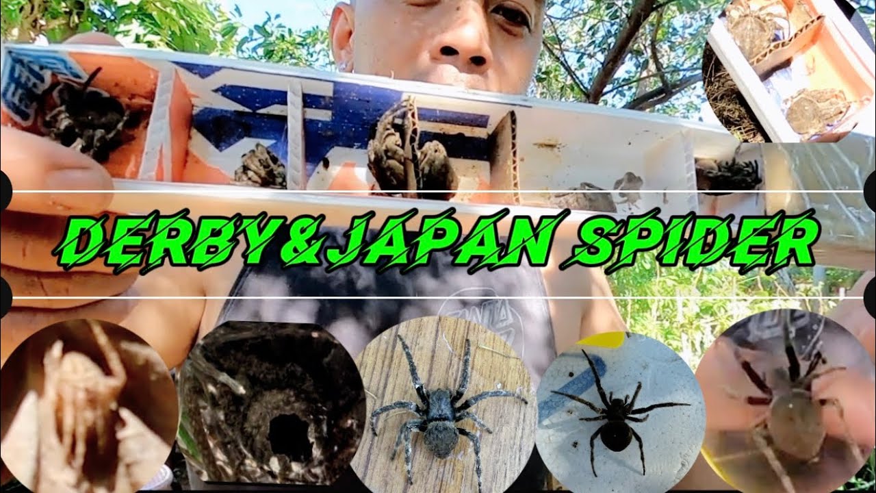 ( Spider Hunt) Derby&Japan spiders, puro solid sa spot.