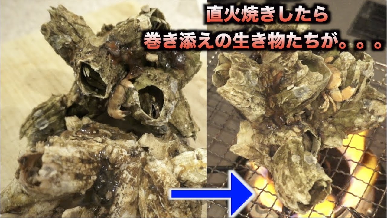 フジツボを網焼きしたら巻き添えの生き物たち焼かれてた件。。。