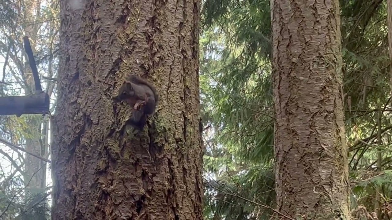 Squirrel eating on Thurston Community TV filmed by Janet Christensen Obrien