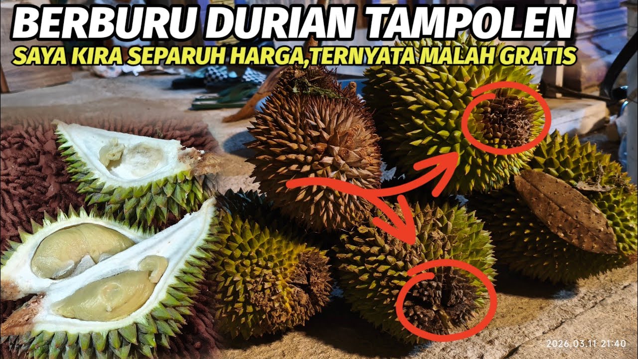 MAKAN DURIAN GRATIS ‼️ ini dia solusinya.