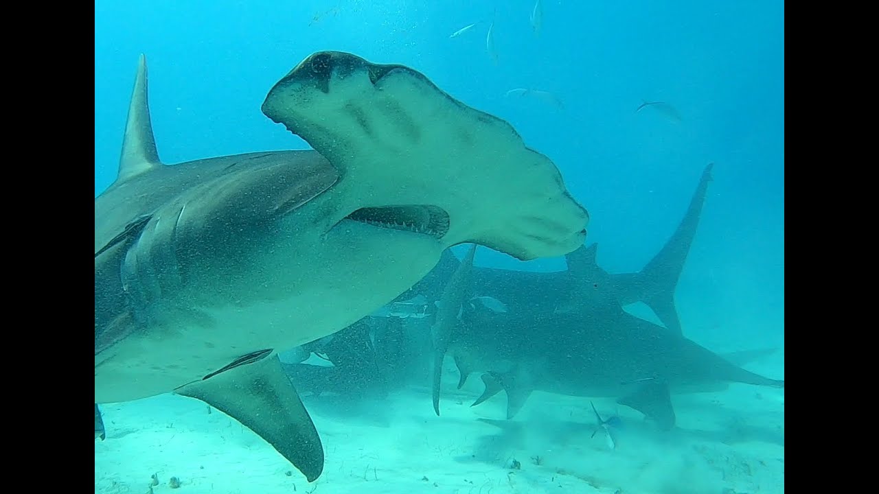 Hello Hammerheads in Bimini, Bahamas