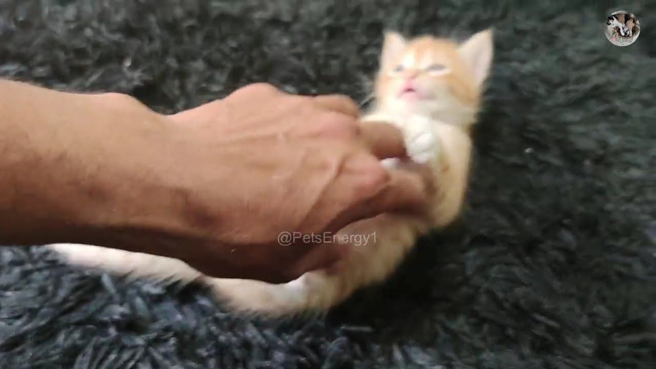@PetsEnergy1 Funny Kitten Simba Enjoys Playing With My Fingers Using His Deciduous Teeth And Claws