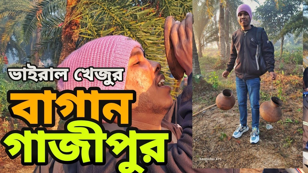 ৪০০ এর বেশি খেজুরের গাছ আছে গাজীপুরের এই খেজুর বাগানে ।