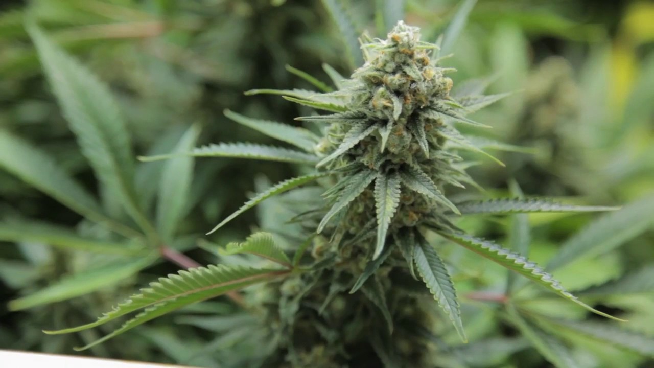Jack Flash Strain