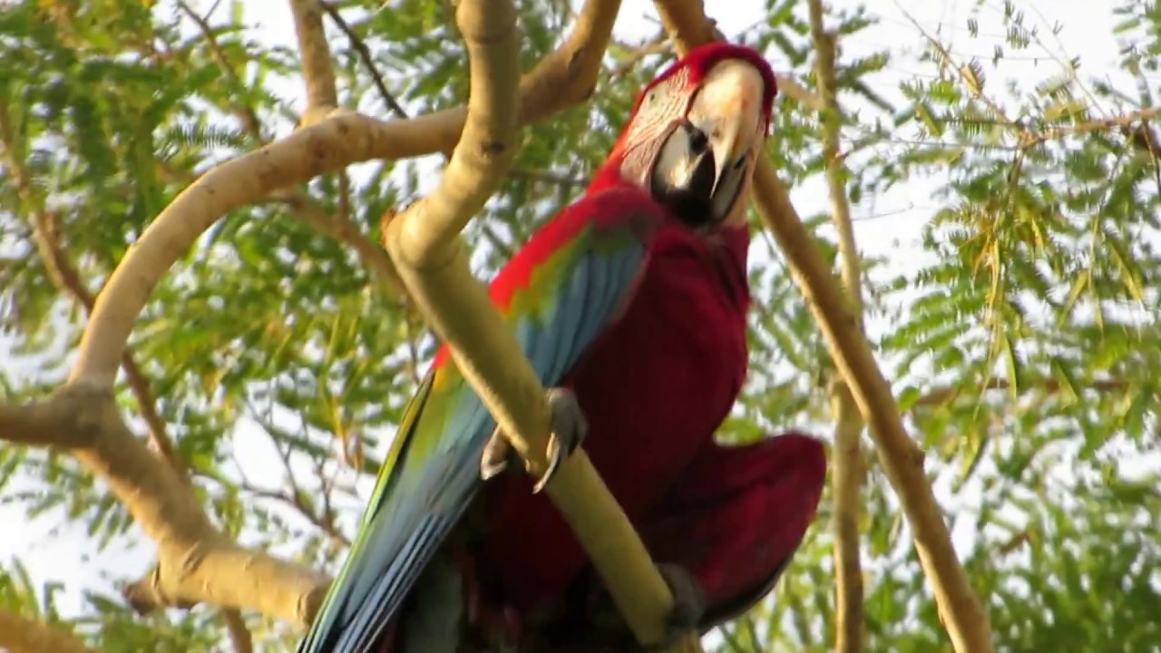 Macaws in Brazil (in the wild)