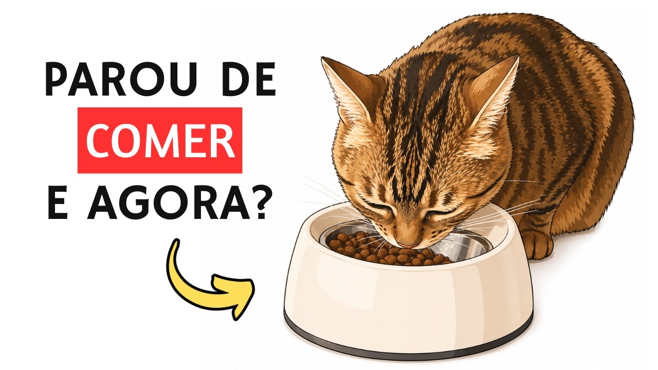 7 sinais que seu GATO está DOENTE e você NÃO PERCEBEU